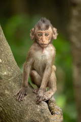 Baby long-tailed macaque sits on tree trunk