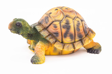 turtle isolated on white background