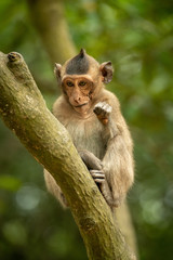 Baby long-tailed macaque sits on green branch