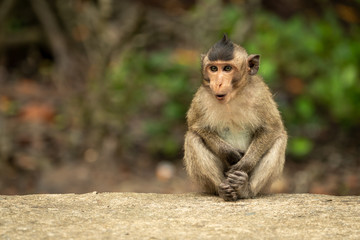 Baby long-tailed macaque sits with mouth open