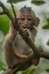 Baby long-tailed macaque sitting on thin branch