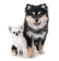 puppy Finnish Lapphund and chihuahua