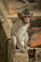 Fototapeta premium Baby long-tailed macaque sitting on wall corner