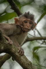 Close-up of baby long-tailed macaque in tree