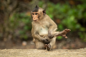 Fototapeta premium Baby long-tailed macaque stretches leg on wall
