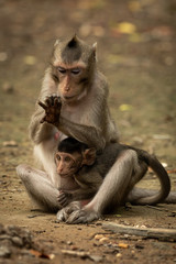 Long-tailed macaque grooms hand while holding baby