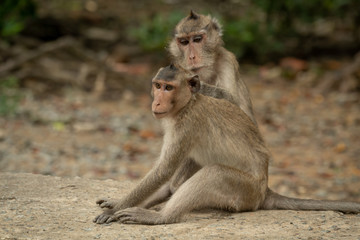 Naklejka premium Long-tailed macaque grooming mate on concrete path