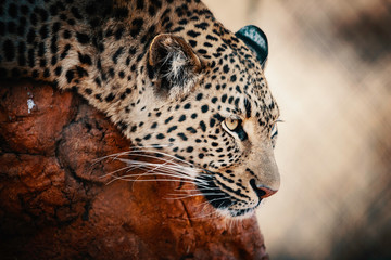 Portrait eine Leoparden bei Sonnenuntergang in einem großen Freigehege auf einer Farm in Namibia
