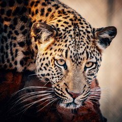 Portrait eine Leoparden bei Sonnenuntergang in einem großen Freigehege auf einer Farm in Namibia
