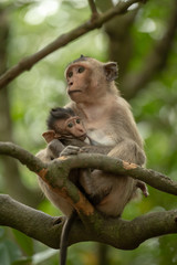 Long-tailed macaque nursing baby sitting on branch