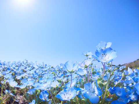 36 最適な ベイビーブルーアイズ 画像 ストック写真 ベクター Adobe Stock 36 最適な ベイビーブルーアイズ 画像 ストック写真 ベクター Adobe Stock