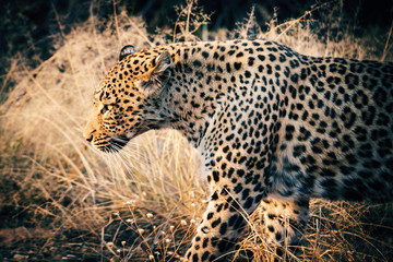 Portrait eine Leoparden bei Sonnenuntergang in einem großen Freigehege auf einer Farm in Namibia