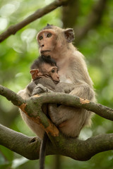 Naklejka na ściany i meble Long-tailed macaque sits cuddling baby in tree