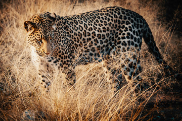 Portrait eine Leoparden bei Sonnenuntergang in einem großen Freigehege auf einer Farm in Namibia