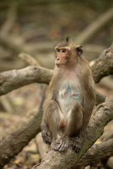 Naklejka na ściany i meble Long-tailed macaque sits among tangled mangrove roots