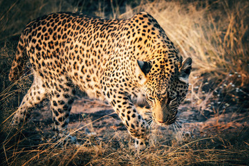 Portrait eine Leoparden bei Sonnenuntergang in einem großen Freigehege auf einer Farm in Namibia