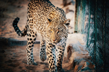 Portrait eine Leoparden bei Sonnenuntergang in einem großen Freigehege auf einer Farm in Namibia