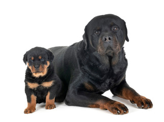 puppy and adult rottweiler