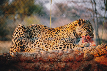 Fototapeta na wymiar Portrait eines fressenden Leoparden in einem großen Freigehege auf einer Farm in Namibia