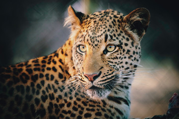 Portrait eine Leoparden in einem großen Freigehege bei Sonnenuntergang auf einer Farm in Namibia 