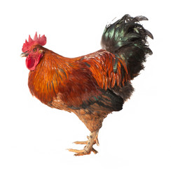 Beautiful red rooster isolated on white background