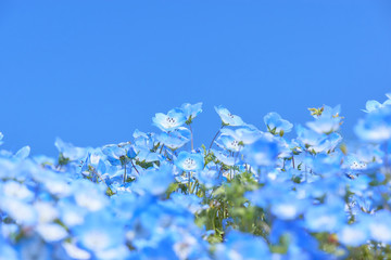 ネモフィラの花　満開　青空　ワイド