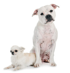 staffordshire bull terrier and chihuahua