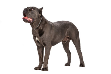 Cane Corso dog on white background