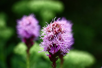 Violet inflorescences of a liatris against the background of in green tones of other garden plants.