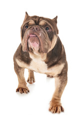 Obraz premium american bully in studio