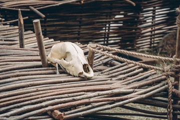 Fototapeta premium Sheep skull on wattle fencing on a farm