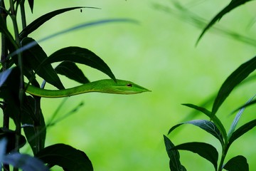Green vine snake camouflages in a plant leaves in the forest with blurred nature background