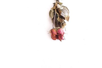 In selective focus a bouquet of red dried rose flower blossom with leaves on white isolated background 