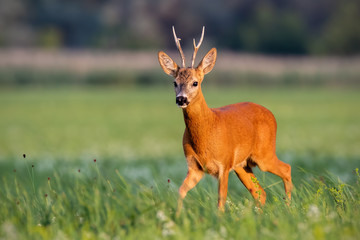 Roe deer, capreolus capreolus, buck walking on blooming meadow in summer at sunset. Wildlife scenery with vivid colors from nature. Roebuck in the wild.