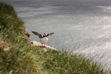 Iceland puffin