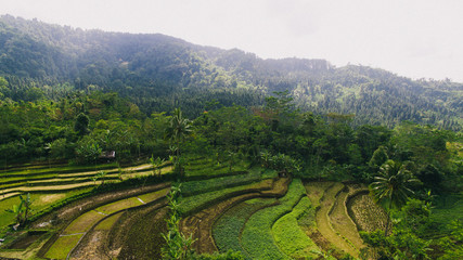 rice terraces in indonesia and mountain