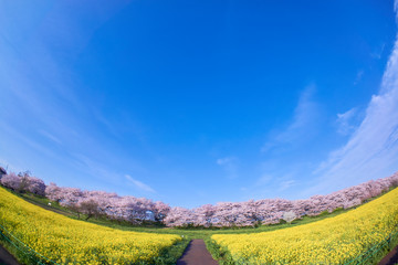 Obraz premium 広大な菜の花畑と桜並木 青空