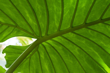 Large tropical green leaf for background or texture.
