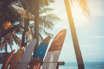 Many surfboards beside coconut trees at summer beach with sun light and blue sky background.