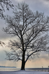 Fototapeta na wymiar Parkanlage am Zürichsee, kalter Wintermorgen, Gegenlichtaufnahme, Stimmungsbild; Himmel mit Wolken, Baum mit vielen Aesten und Zweigen, schneebedeckte Rasenfläche