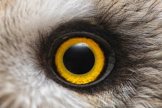Owl's eye close-up, macro photo, Eye of the Short-eared Owl, Asio flammeus