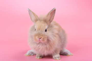 Brown adorable baby rabbit on pink background. Cute baby rabbit.