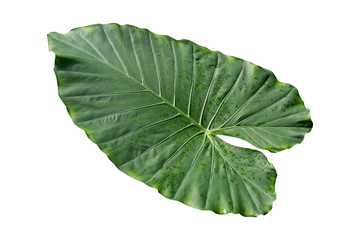 Large tropical leaf with water drops, isolated.