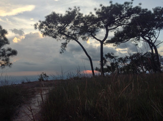 Pine at the sun set