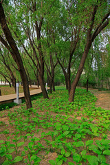 Hosta plantaginea Aschers and willow
