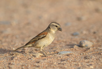 Cape Sparrow - Passer melanurus, common passerine bird from southern Africa, Sossusvlei, Namibia.