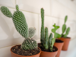 Variety of cactus plants such as  opuntia microdasys, in brown plastic containers against a beige subway tile background