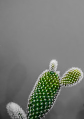 Small opuntia microdasys cactus plant also known as bunny ears cactus against a grey background