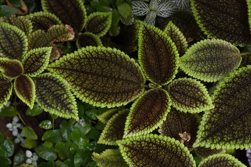 Wet tropical leaves green brown for the background.