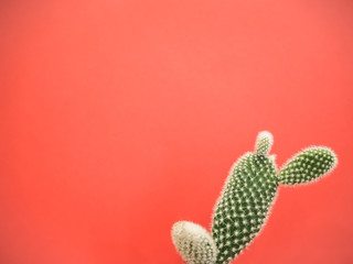 Small opuntia microdasys cactus also known as bunny ears cactus against a vibrant coral pink background